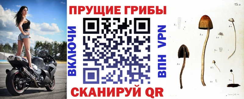 Купить закладки  Беломорск  Псилоцибиновые грибы Psilocybe 